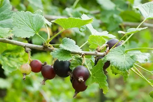 Казей: гибридный кустарник черной смородины и крыжовника