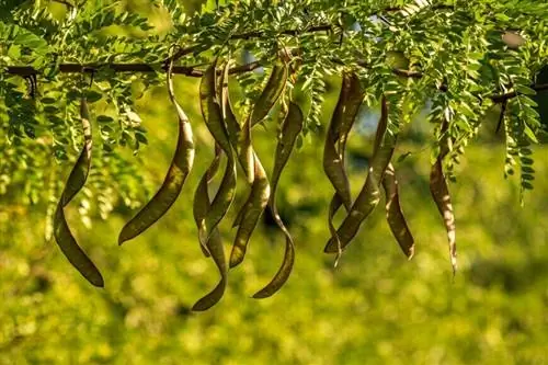 Рожковое дерево (Ceratonia siliqua)