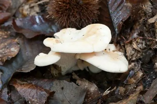 гриб овечьей лапки (Hydnum repandum)