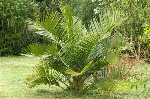Чилийская кокосовая пальма (Jubaea chilensis) возрастом 15 лет.