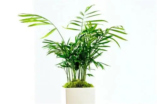 Карликовая пальма (Chamaedorea elegans)