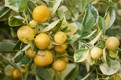 Каламондин пестрый, Citrus madurensis 'Variegata'