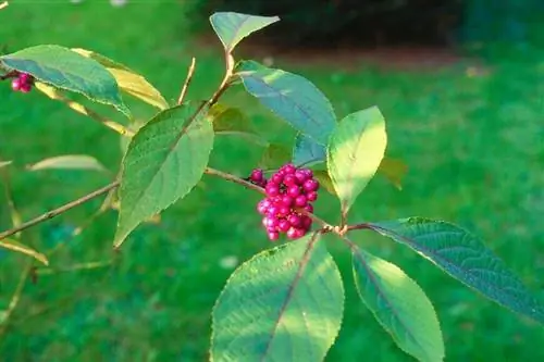 Callicarpa bodinieri 'обильная'