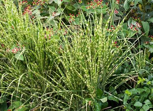 Miscanthus sinensis 'Gold Bar', тростник с золотыми полосами