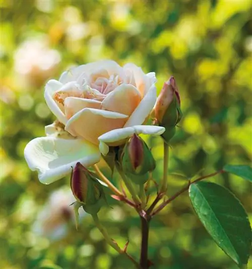 Image Image