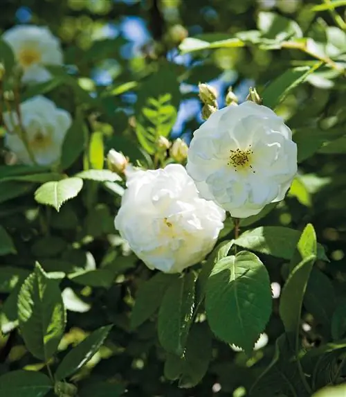 Image Image