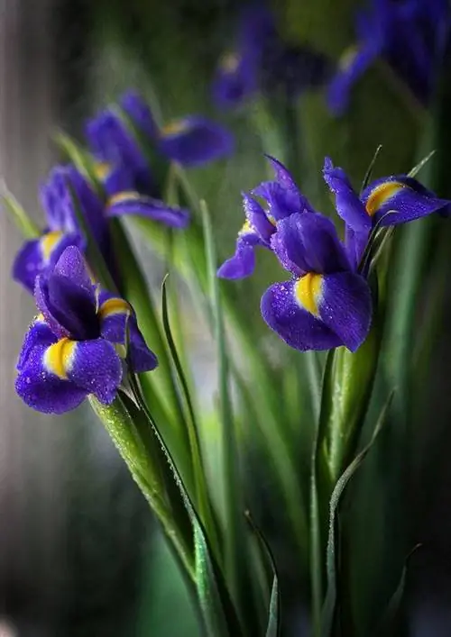 Алжирская лилия.