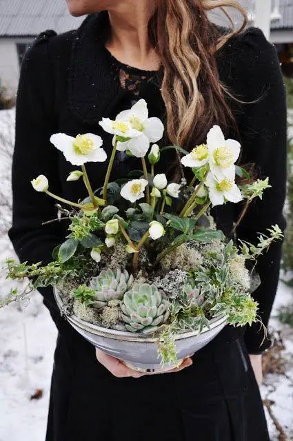 Рождественские розы или Helleborus niger.
