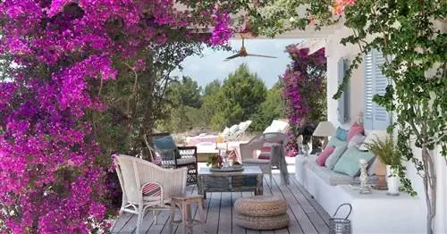 Летние растения для дома и террасы