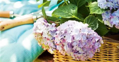 Растения весной: как за ними ухаживать, как пересаживать и какие лучше