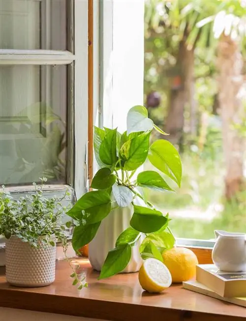 pothos-растение-в-окне 469050 O