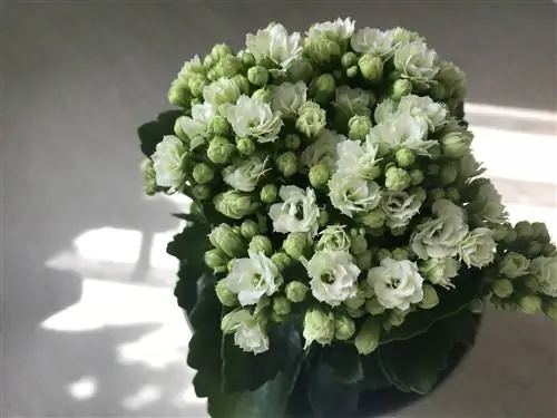 Каланхоэ, стойкий и красочный