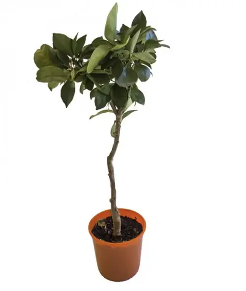 Оранжевая ветвь