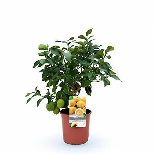 амазонское лимонное дерево 41+hTVzvk0L