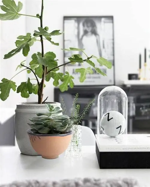 Комнатное дерево - смоковница. Смоковница