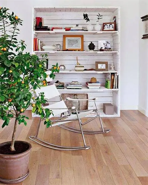 Комнатное дерево - апельсиновое дерево. апельсиновое дерево