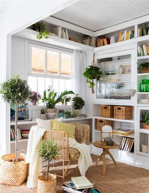 Комнатное дерево 00495964 O