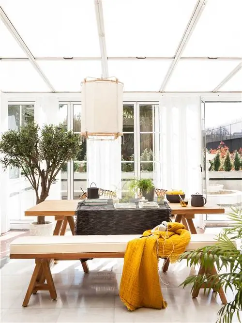 Комнатное дерево - оливковое дерево 00503634 O