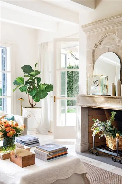 Комнатное дерево - фикус лира 00503722