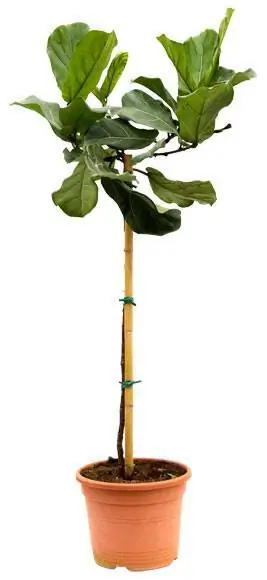 фикус леруа