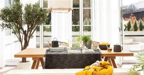 Комнатные деревья, которые прослужат долго