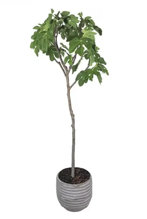 Вайя фиговое дерево