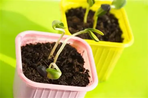 Из семян: бобовые