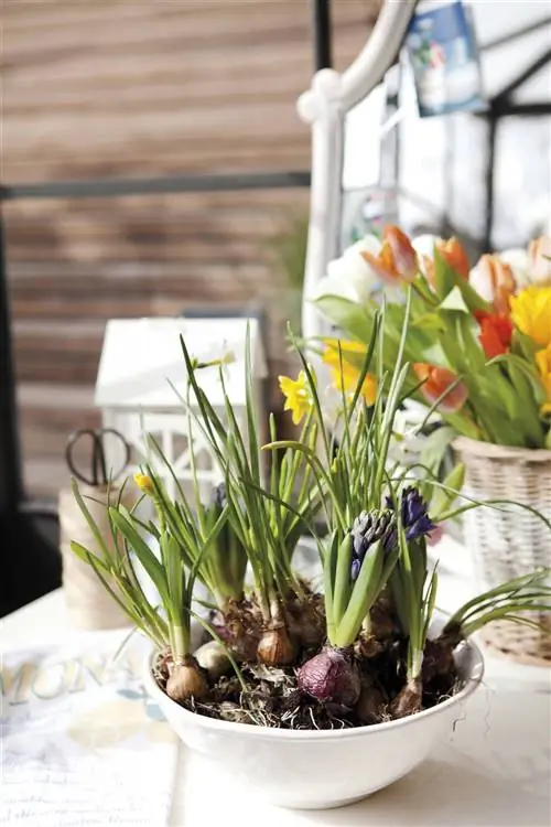 Быстрый рост луковиц