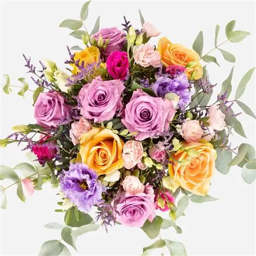 RAINBOW ROSES CENITAL SUPREME КОЛВИН RAINBOW ROSES CENITAL SUPREME КОЛВИН