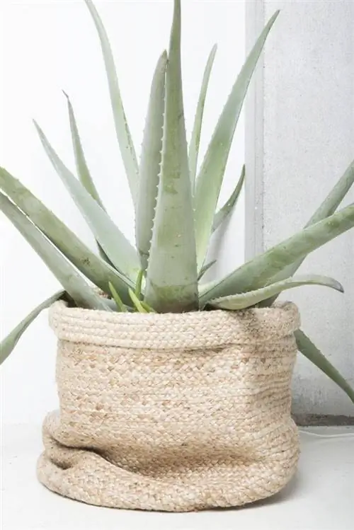 алоэ-вера-pinterest