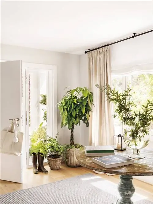 Прихожая с растениями 00513005