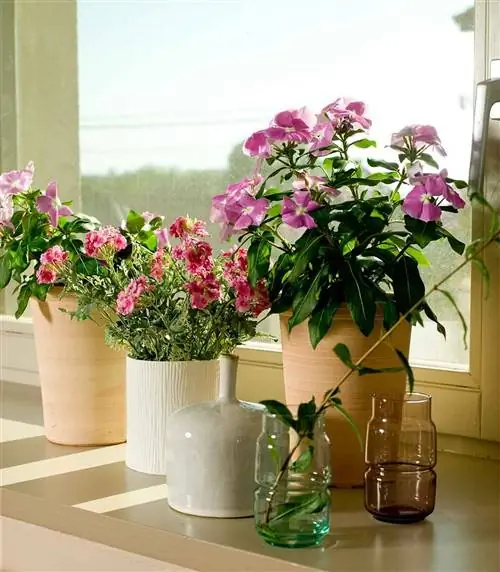 Фиалки 00391524 О. ФИОЛЕТА, РАСТЕНИЕ С ОТТЕНКОМ ЦВЕТА