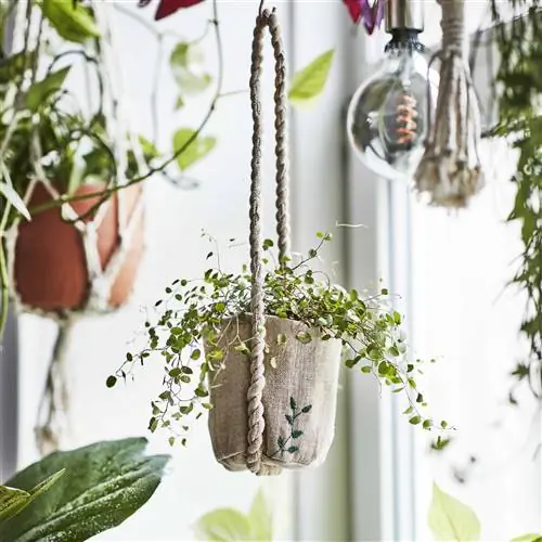 ikea-botanisk-коллекция-2020-PH167923-подвесной горшок ikea-botanisk-коллекция-2020-PH167923-подвесной горшок
