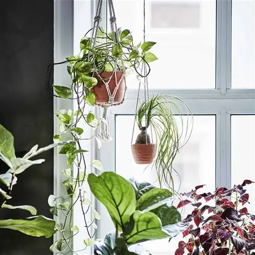 ikea-коллекция-ботаник-2020-PH167919-вешалки-горшки ikea-коллекция-ботаник-2020-PH167919-вешалки-горшки
