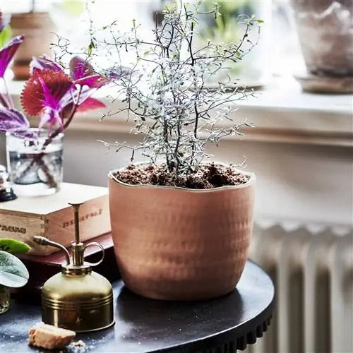 ikea-коллекция-ботаник-2020-PH167920-кашпо ikea-коллекция-ботаник-2020-PH167920-кашпо