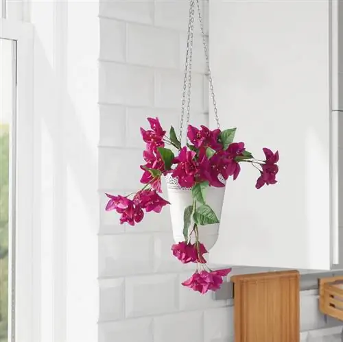 висячие цветы