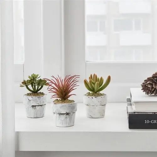 икеа кактусы трио