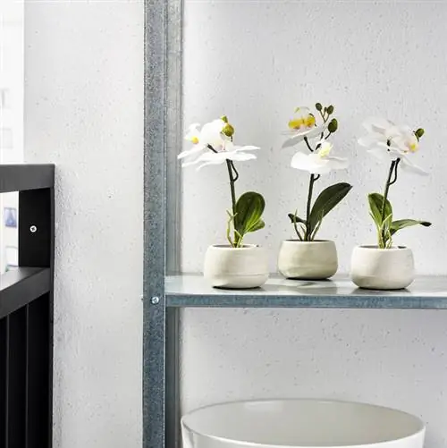 икея белая орхидея белые орхидеи