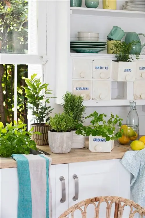 растения на кухне