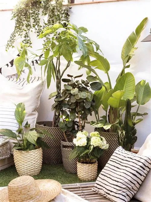 Терраса, украшенная растениями