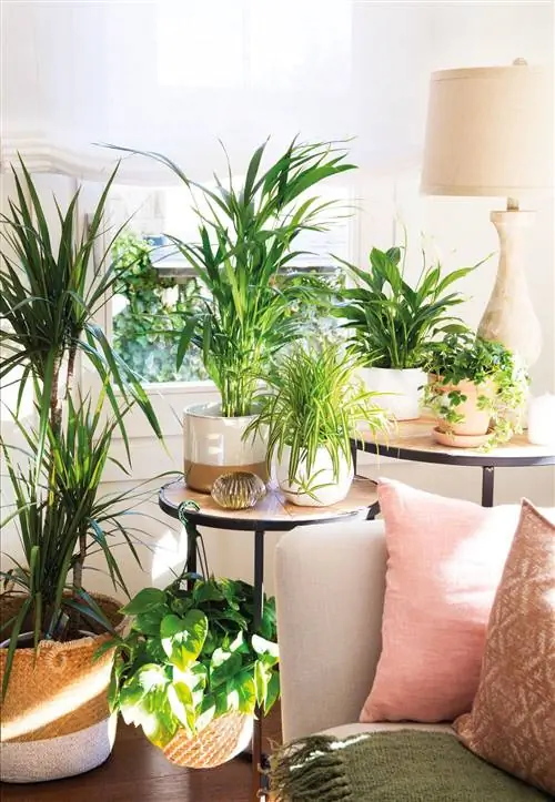 Уголок, украшенный растениями