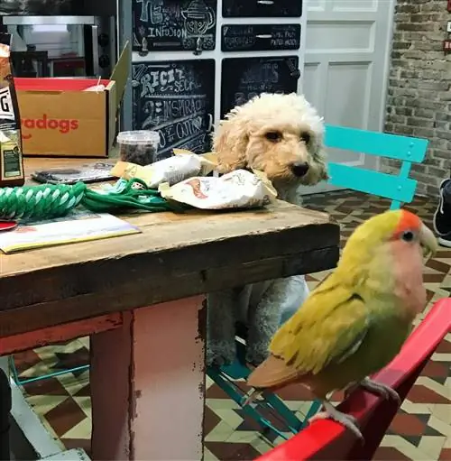 Хуанитаесканио