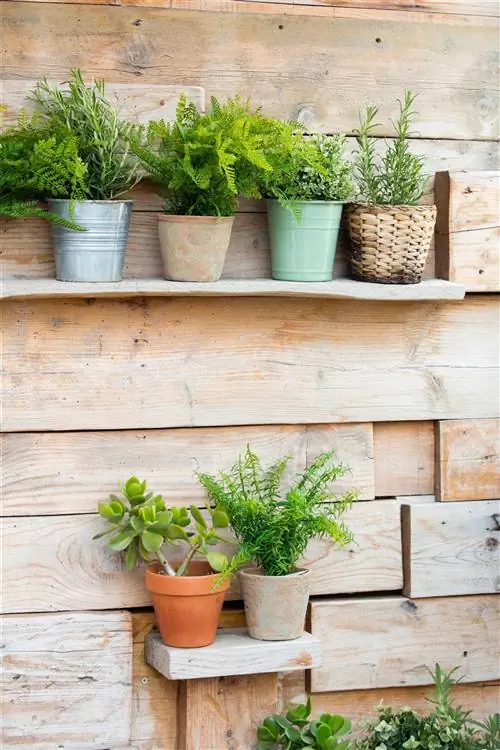 горшки-на-деревянных-полках-на-террасе-00480665 O
