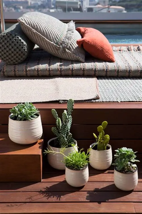 Горшечные растения рядом с шезлонгом в бассейне-00504080 O