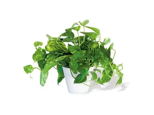 Растения и садоводство для начинающих уход за растениями pothos