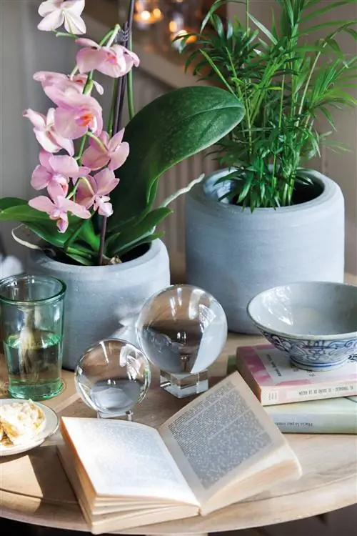 Орхидея на столе 00367833