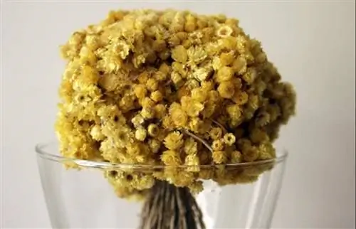 всегда живой