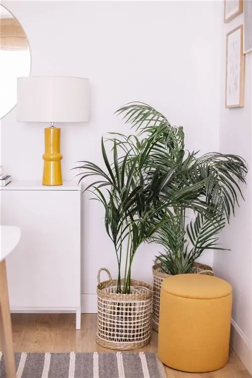 Kenay Home Flora после 12 лет