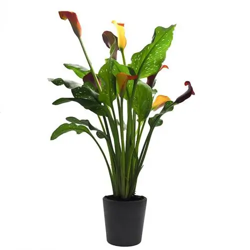 Названия растений каллы или водяной лилии