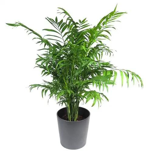 Названия растений Parlor Palm